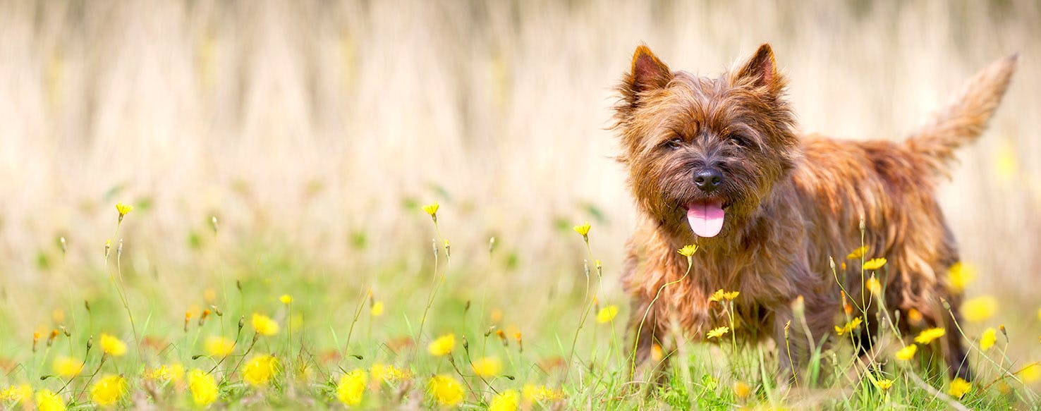 Dog Names Meaning Cuddly Popular Male and Female Names Wag!